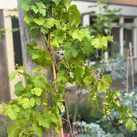 De Kleine Bongerd -the Little Orchard Hengelo (Gelderland)