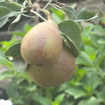 De Kleine Bongerd -the Little Orchard Hengelo (Gelderland)