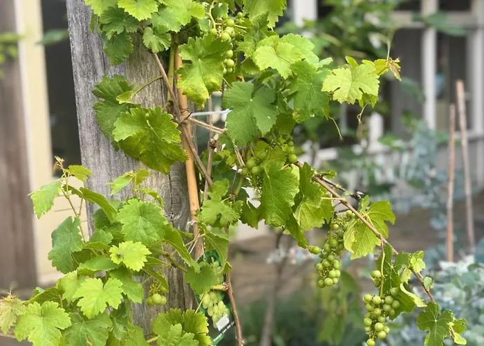 De Kleine Bongerd -the Little Orchard Hengelo (Gelderland)