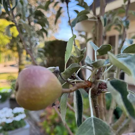 Oda ve Kahvaltı De Kleine Bongerd -the Little Orchard 3*