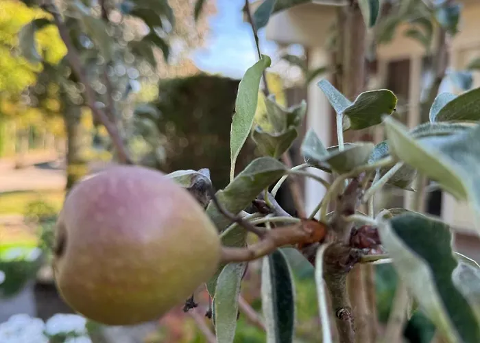 Oda ve Kahvaltı De Kleine Bongerd -the Little Orchard 3*